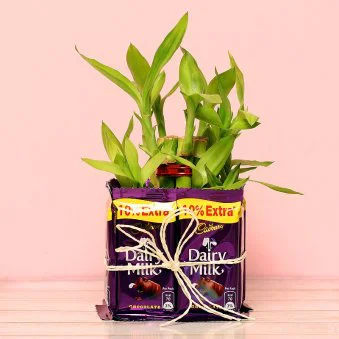 Captivating  Bamboo Plant
